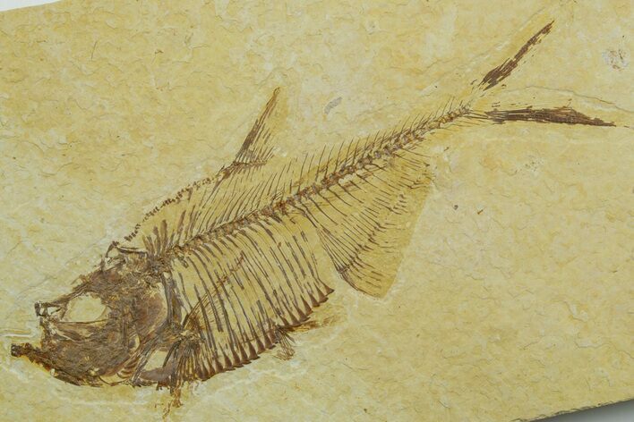 Detailed Fossil Fish (Diplomystus) - Wyoming #363901